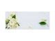 Toughened printed glass backsplash - Wideformat steel coated wall glass splashback: Jasmine flowers f