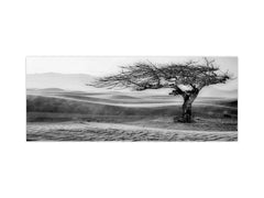 Glass kitchen panel with and w/o stainless steel back-coating: Tree designed by the wind