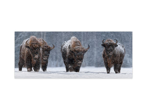 Glass splashback with metal backing in wide format - Kitchen tempered glass panel: Winter Image With Four Bisons