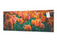 Toughened printed glass backsplash - Wideformat steel coated wall glass splashback: Meadow of red orange tulips