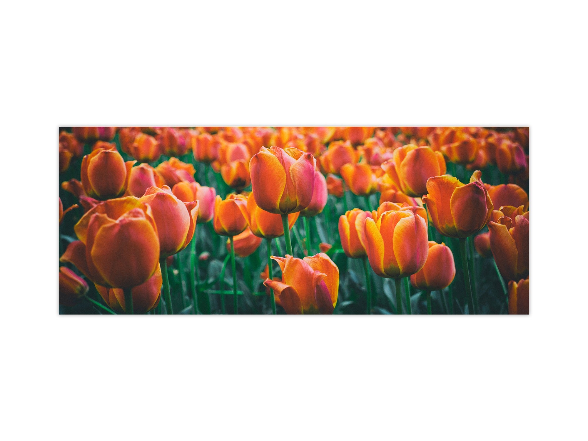 Toughened printed glass backsplash - Wideformat steel coated wall glass splashback: Meadow of red orange tulips