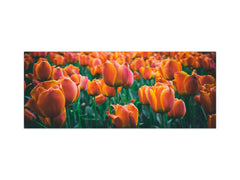 Toughened printed glass backsplash - Wideformat steel coated wall glass splashback: Meadow of red orange tulips