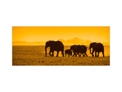 Tempered Glass magnetic and non magnetic splashback in wide-format: Elephants in Amboseli national park, Kenya