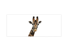 Glass backsplash w/ and w/o metal sheet backing with magnetic properties: Giraffe portrait