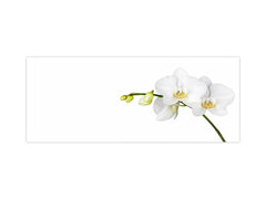 Großformatige horizontale Küchenrückwand – magnetisches und nicht magnetisches Hartglas: Nahaufnahme einer weißen Orchidee 