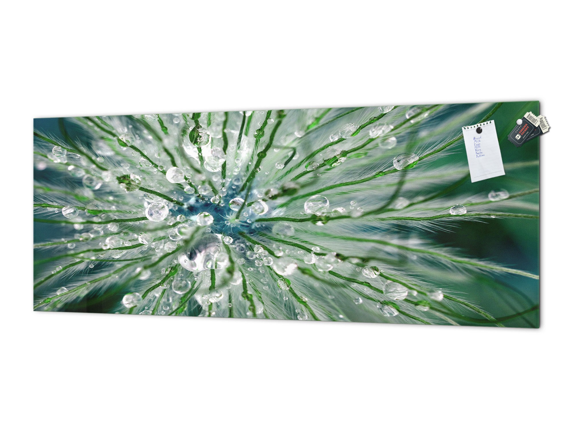 Tempered Glass magnetic and non magnetic splash-back in wide-format: Macro shot of flower head in morning dew