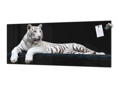 Tempered Glass magnetic and non magnetic splash-back in wide-format: White Tiger in high-res